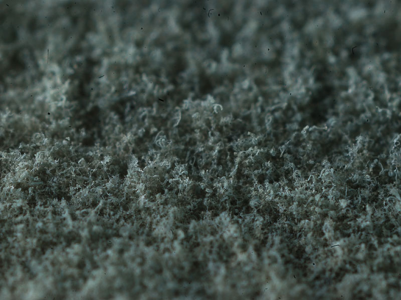 Теперь посмотрим где aspergillus niger, где penicillium, а где candida?