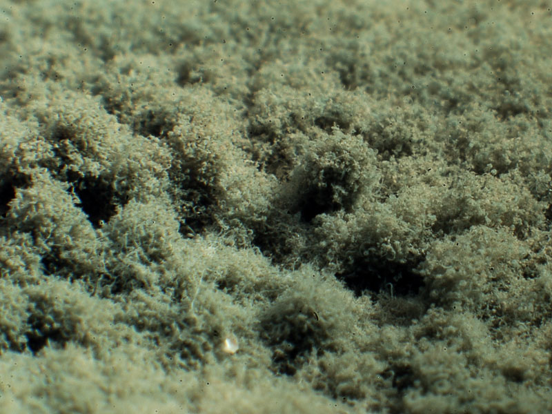    aspergillus niger,  penicillium,   candida?